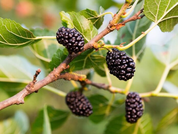 The Side Effects And Benefits Of Mulberry Fruit